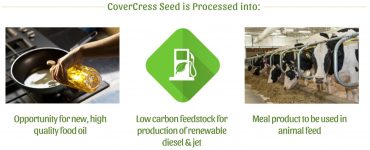 CoverCress oilseed biodiesel
