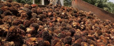 germany palm oil biofuels