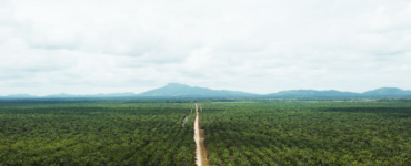 cargill palm oil